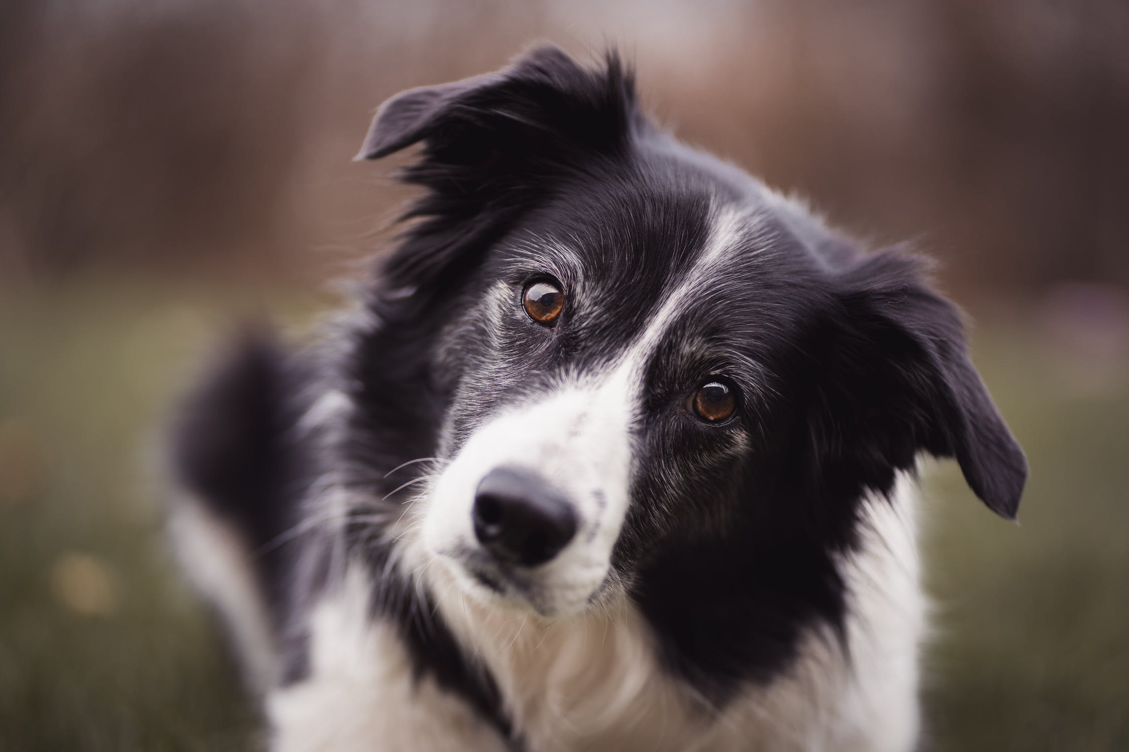 Nombres De Perros Hembras Border Collie