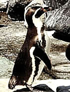 Pingüino de galápagos