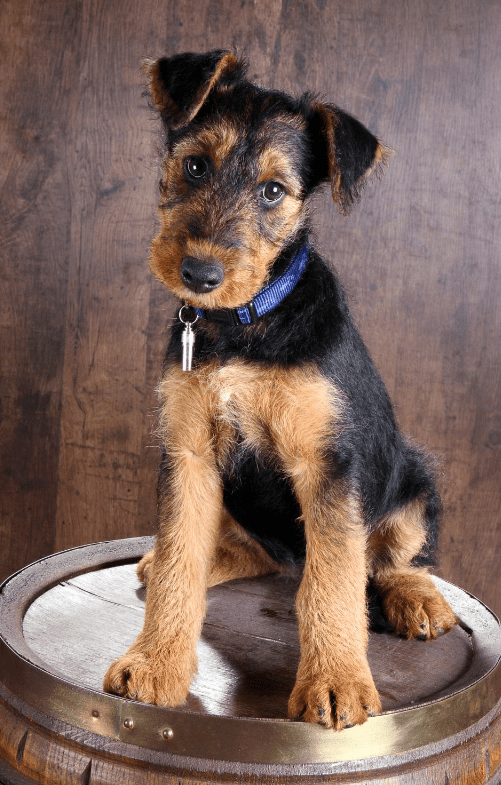 Perro Airedale Terrier