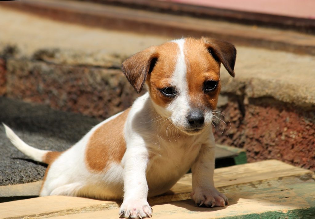 Mezcla de Chihuahua x Jack Russell Terrier