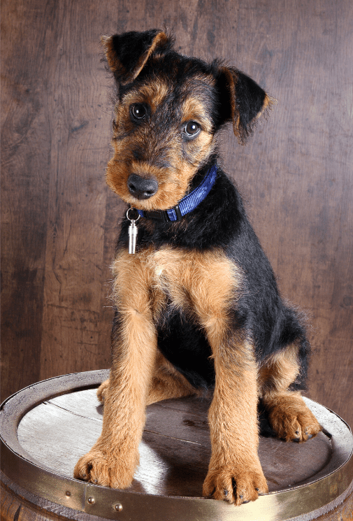 Pastor Alemán Airedale Terrier Mix