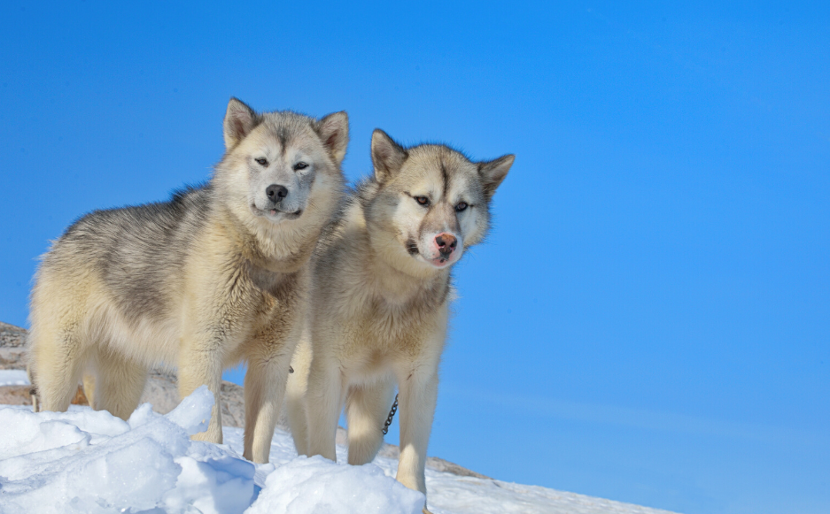 Perros de Groenlandia