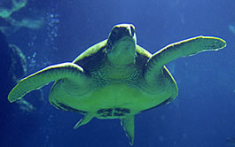 Tortuga marina verde