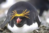 Pingüino de macarrones
