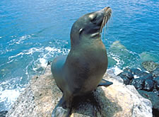 León marino de Galápagos