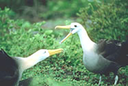 Ritural de apareamiento de albatros ondulado