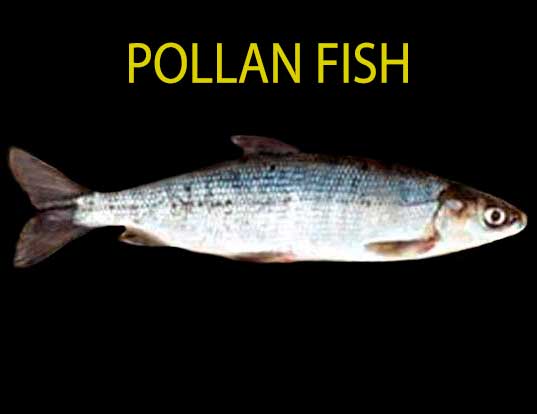 pollan-fish
