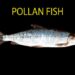 pollan-fish