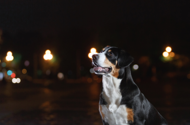 Perro de montaña de Entlebucher