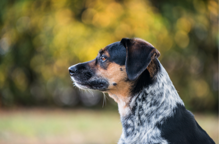 Blue Tick Beagle - Principales datos y guía - Descubre el mundo animal