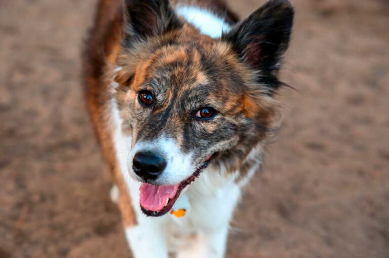 Mezcla-de-Pastor-australiano