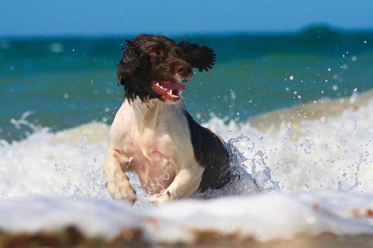 Springer Spaniel Inglés