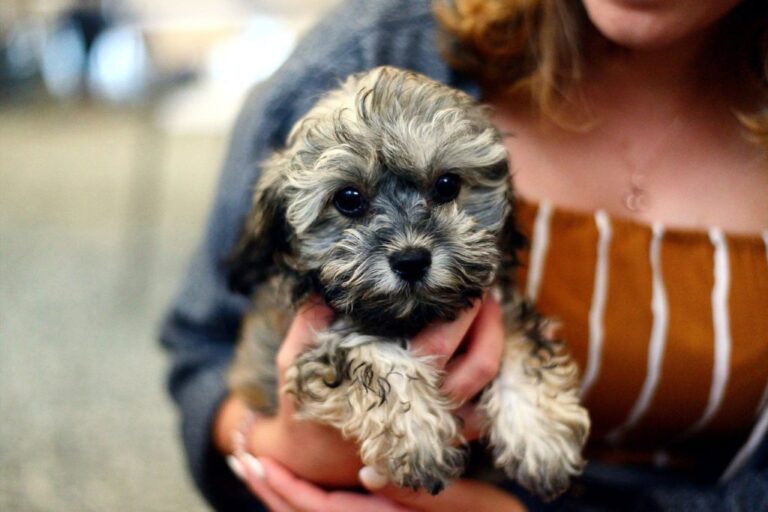Shih Poo